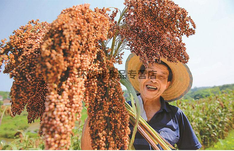 石磨纯高粱面粉农家然天5斤装