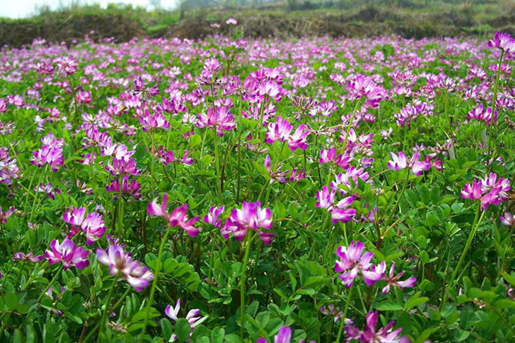 紫云英种子秋播耐寒农田绿肥红花草养蜂蜜源植物高产牲畜牧草种子 净