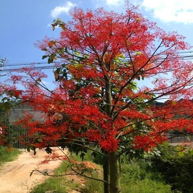 耐寒耐热进口澳洲树苗名贵火焰木树苗别墅庭院风景绿化树苗地载苗2