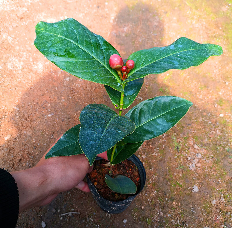 四季海棠越南进口抱茎茶花盆栽四季开花名贵品种客厅阳台种植花卉