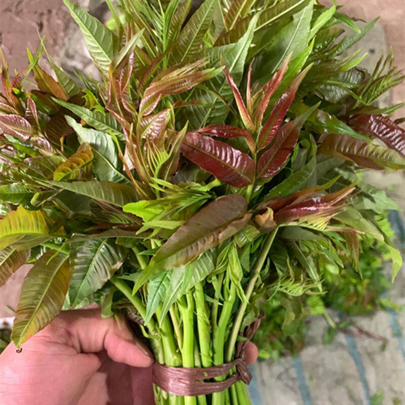香椿芽寺头新鲜头茬红香春山东的香椿蔬菜500g