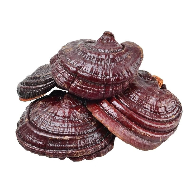 灵芝粉长白山野生赤灵芝粉菌丝粉散装林芝打粉食用菌有仁堂 1000g灵芝