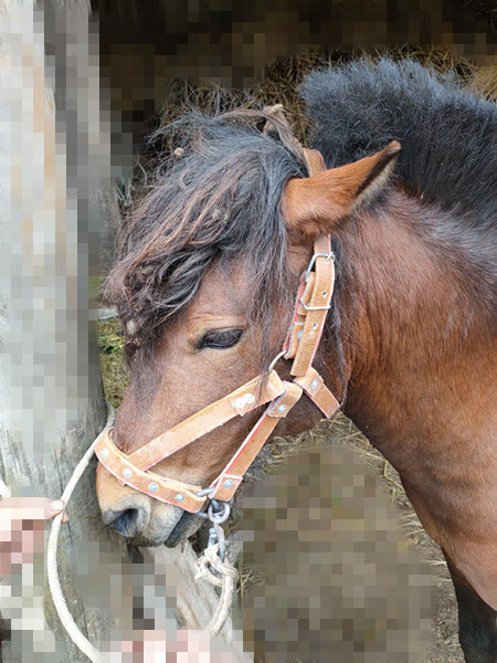 马笼套自带嚼子水乐马龙套牵马调教马龙头套马术马具用品 中号黑嚼口