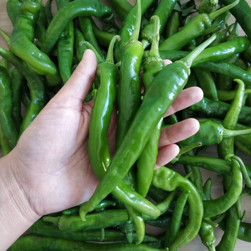 一冯农选东北辣椒辣妹子特产农家自种小辣椒现摘新鲜蔬菜3斤1 1500g