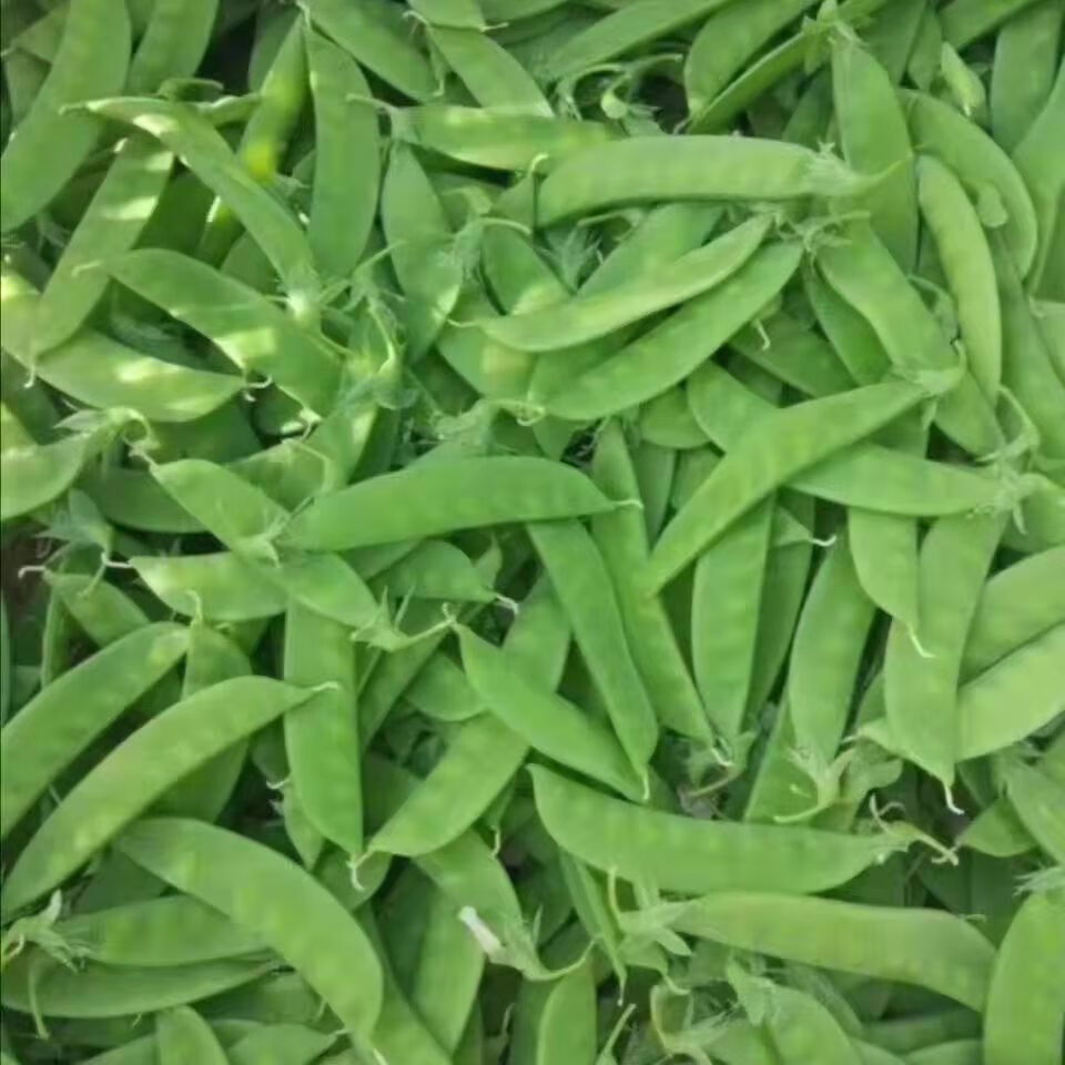 荷兰豆3斤云南新鲜农家蔬菜蔬菜碗豆扁豆豆角现摘现发批发5斤普通纸箱