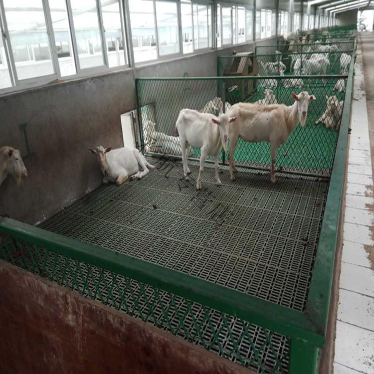 羊床漏粪板塑料羊床板养羊专用钢网竹板羊床养殖场蓝天牌羊用加热饮水