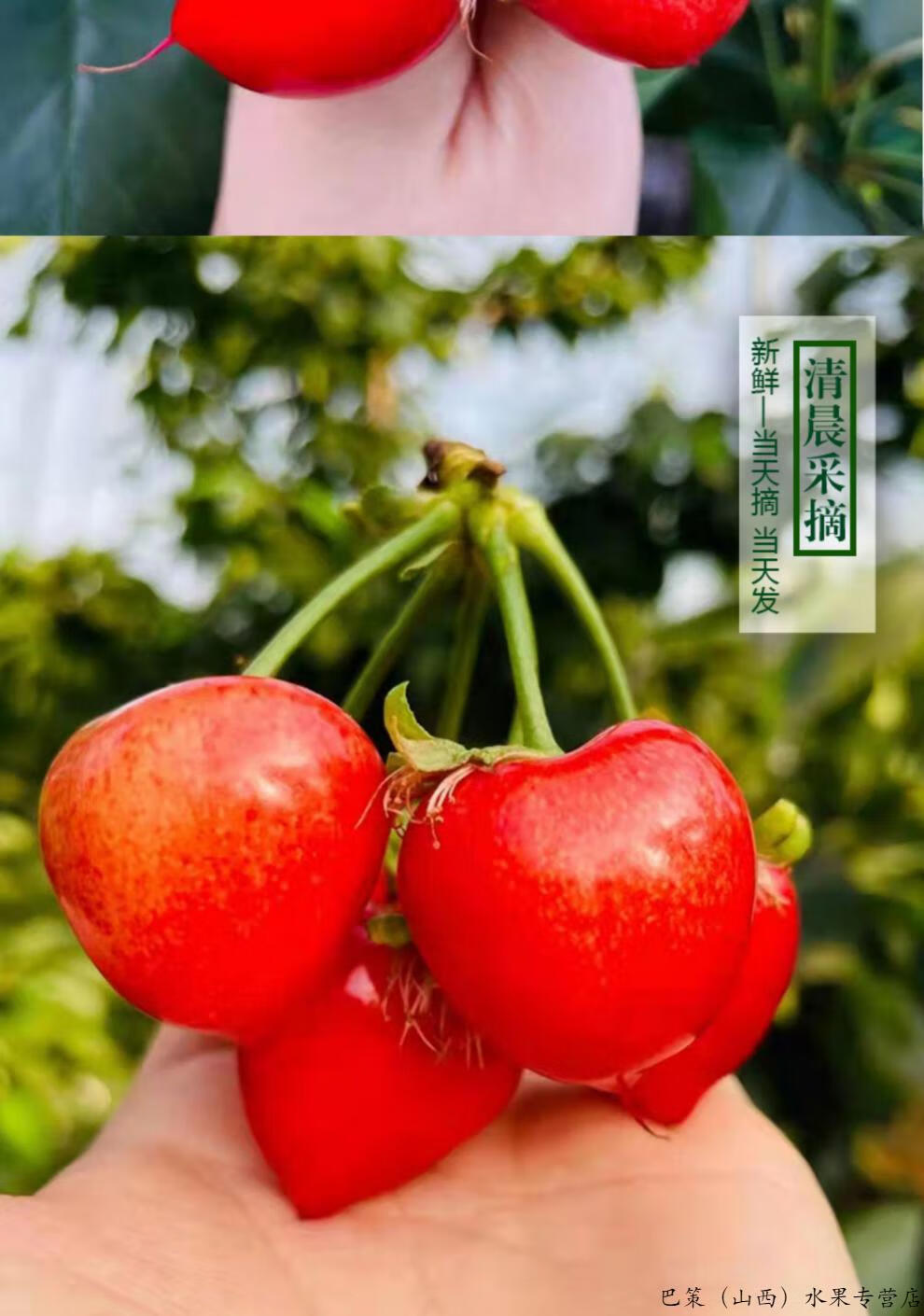 头茬自然熟顺丰山东大樱桃国产心形萨米脱樱桃爽脆樱桃新鲜车厘子沙