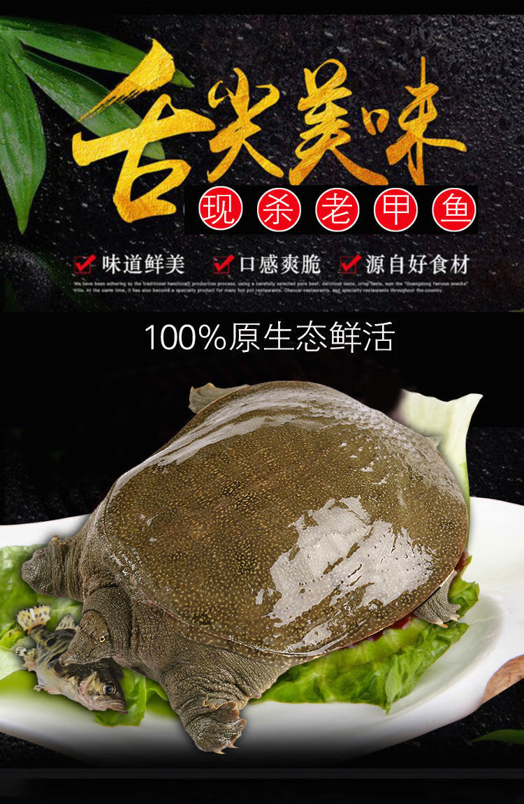 5-0.8童子甲鱼【图片 价格 品牌 报价】-京东
