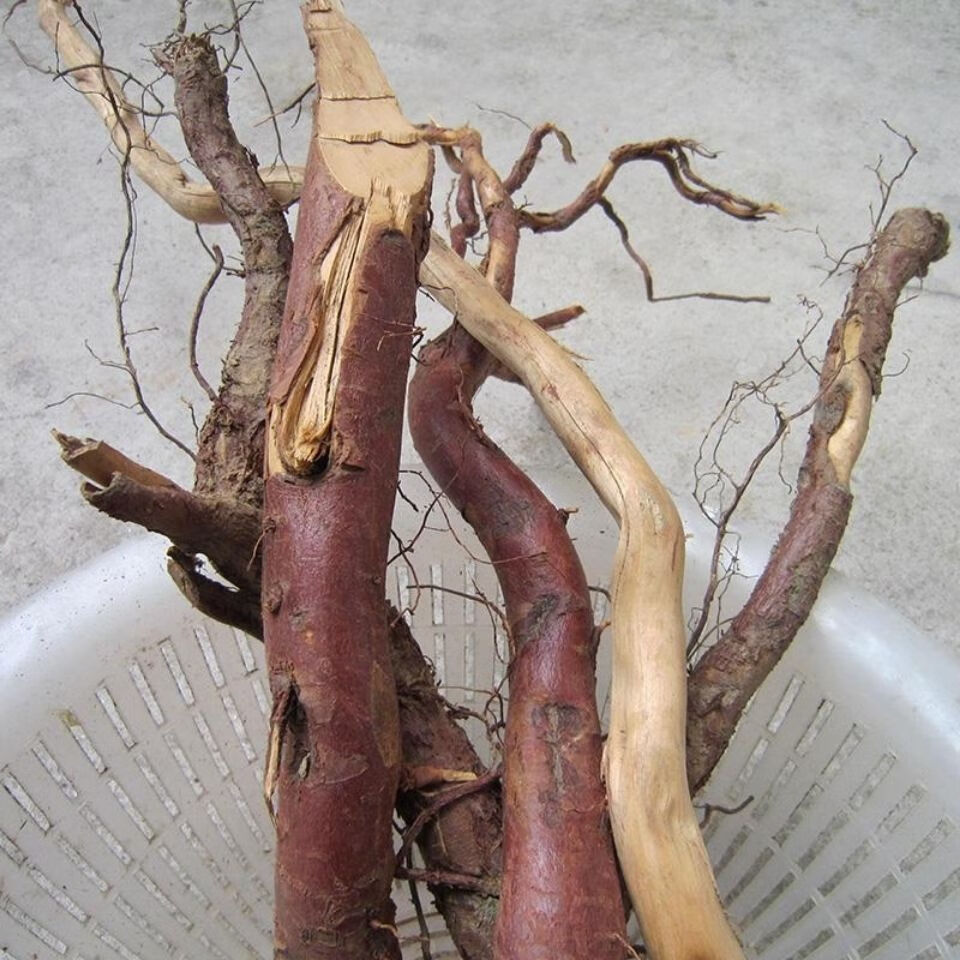 红豆杉树根 250克 中含 红豆杉果皮 紫杉原根树根