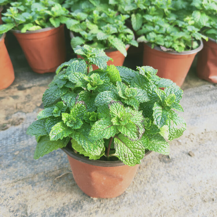 留兰香薄荷盆栽香草植物绿薄荷西餐调酒泡水调料绿植水培驱蚊郦狼