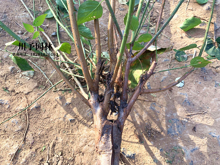 梅花树苗原生红梅小苗绿梅花嫁接骨里红庭院耐寒大型风景树榆叶梅 绿
