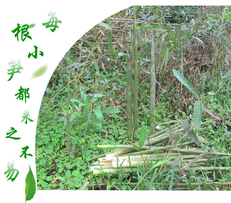 小竹笋五斤生江西农家无化肥现挖现拔春笋手剥油焖生小笋5斤精装