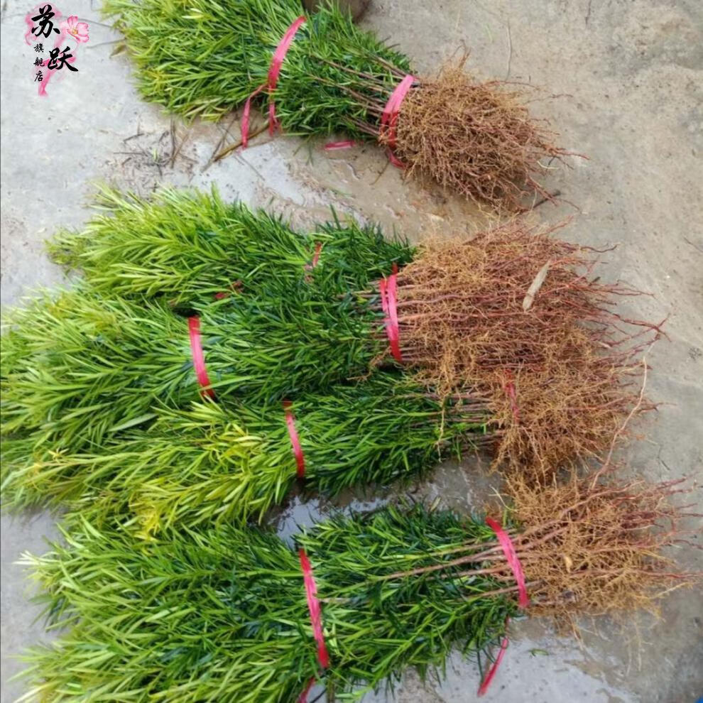 罗汉松树苗雀舌罗汉松苗罗汉松盆栽罗汉松100120公分高