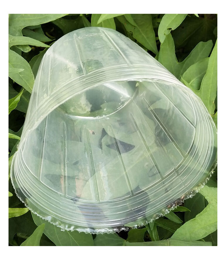 蝴蝶兰石斛营养杯育苗杯专用营养钵育苗袋全新软塑料透明兰花杯10个5