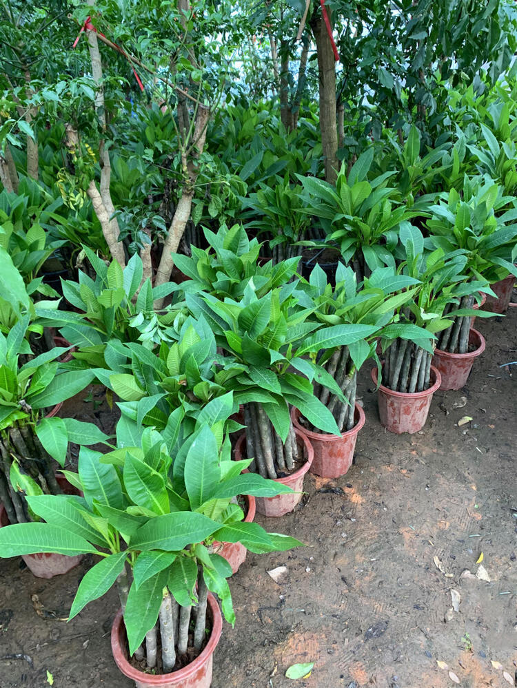 鸡蛋花苗 精品盆栽花卉鸡蛋花树苗名贵珍品 庭院植物 易成活h 红色2