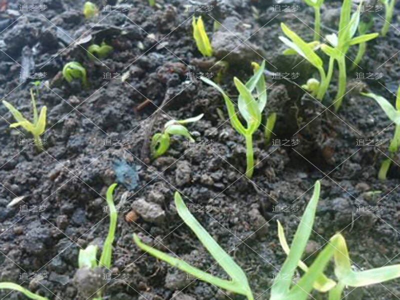 白梗柳叶空心菜种子白骨泰国大叶小叶蕹菜竹叶水生蔬菜籽四季播种