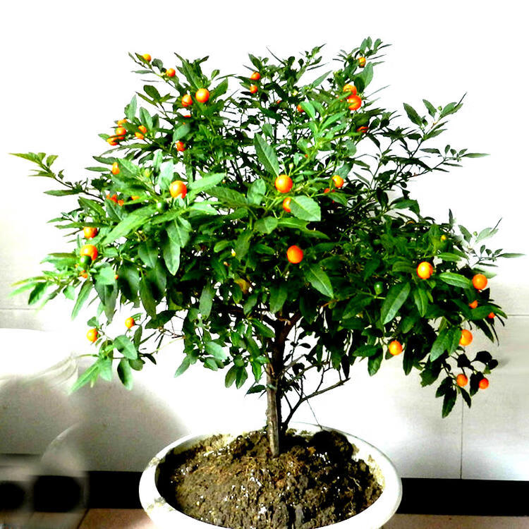 冬珊瑚室内桌面盆栽花卉植物吉庆果看樱桃绿植珊瑚豆小型盆景绿植 3年