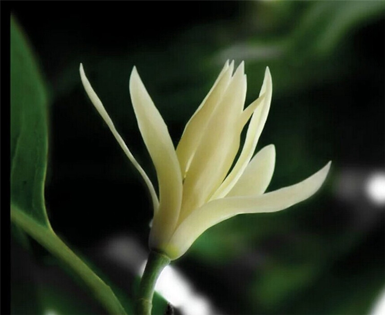 盆栽花卉十里飘香白兰花盆栽木兰花苗 香味持久 白玉兰花树苗 7年苗