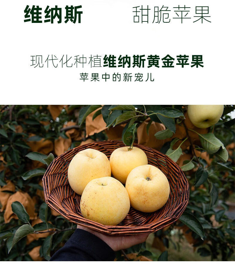 金星苹果维纳斯金苹果45斤苹果礼盒装新鲜水果脆甜f70mm含75mm不含45