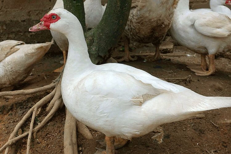 农家散养番鸭红头鸭西洋鸭鸳鸯新鲜活体现杀现发生