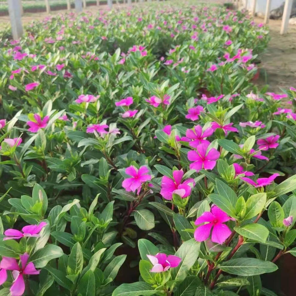 澜墨五叶梅盆栽四季开花木本长春花日日春带花苞原土发货阳台庭院易养