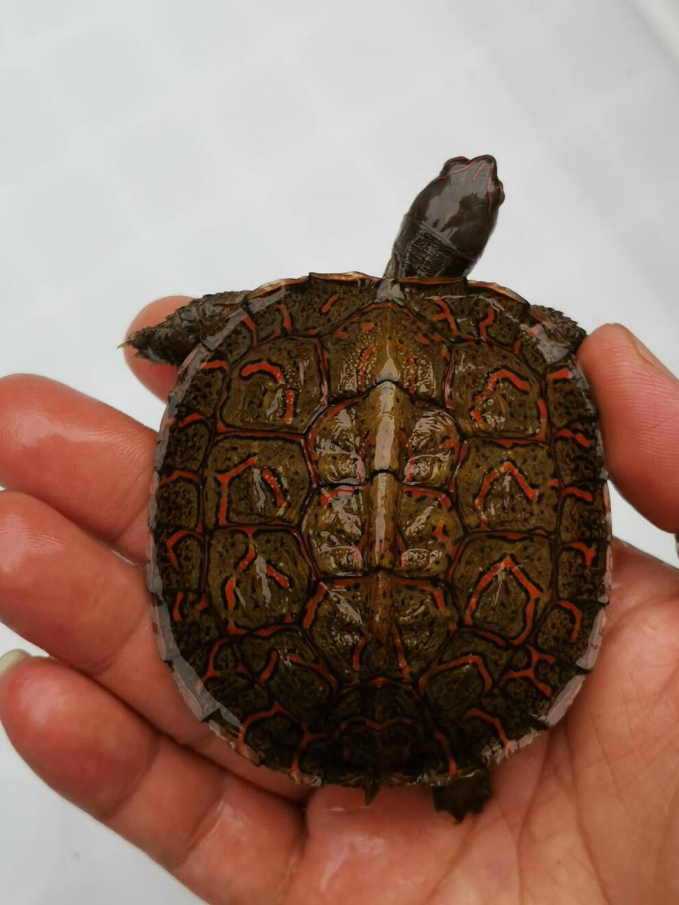 萌萌哒木纹龟洪都拉斯陆养素食菜龟半水龟 6至8厘米
