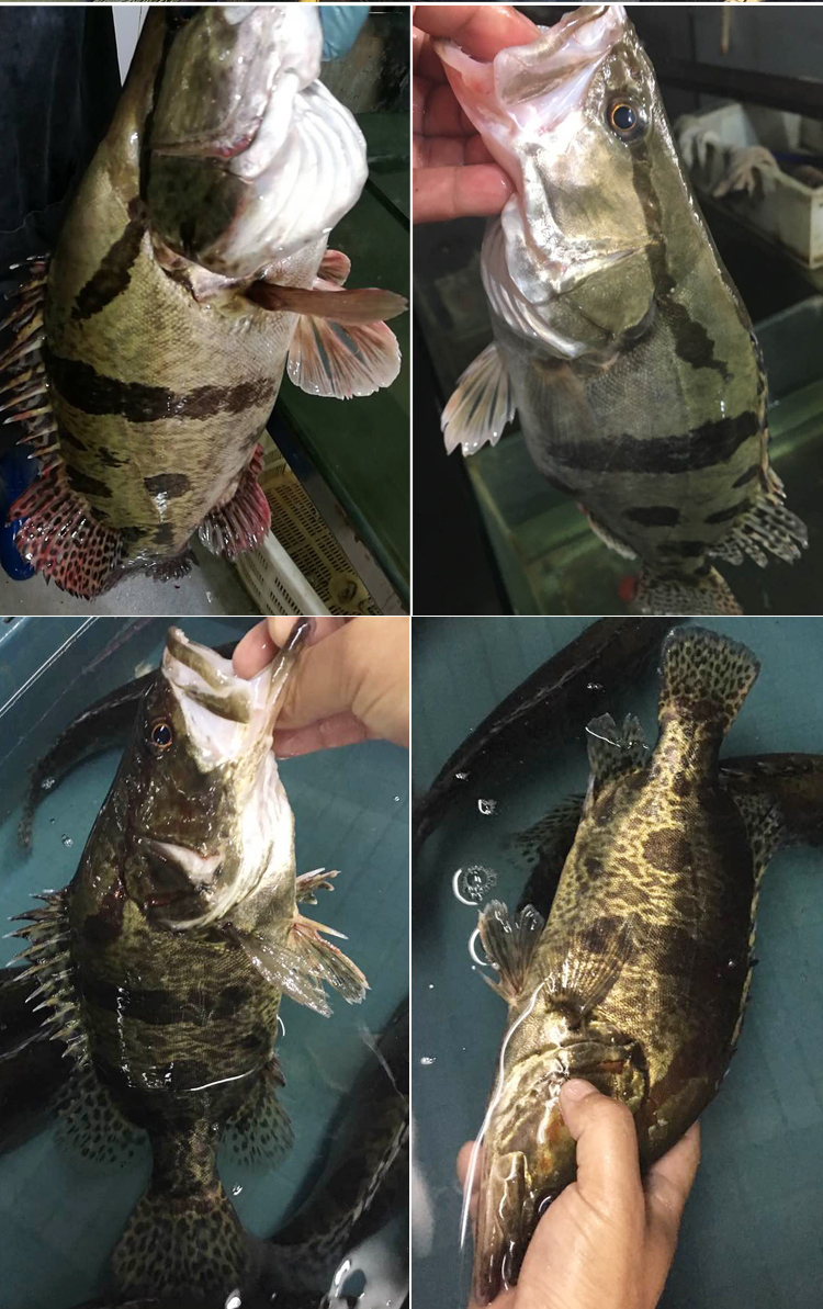 淡水鱼ye生鳜鱼桂鱼鳌花鱼桂花鱼季花鱼鲜活现杀海鲜水产约500g净膛现