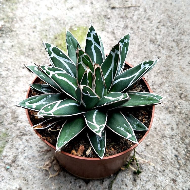 龙舌兰科系列世之雪 吉祥冠锦五色万代等多肉植物庭院盆栽 麦基乐 世