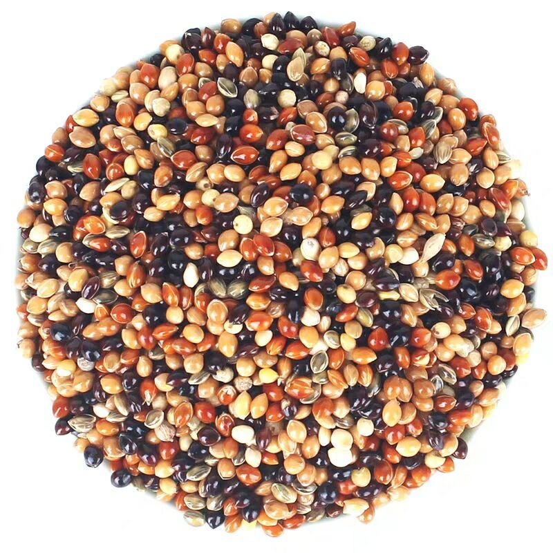 【京东推荐】【鹦鹉饮水器】 五色黍子 带壳小米 活体鹦鹉 鸟食饲料