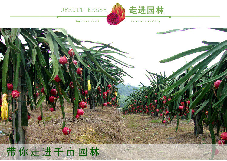 红心火龙果大果5斤/10斤 当季红龙果红心肉 京东