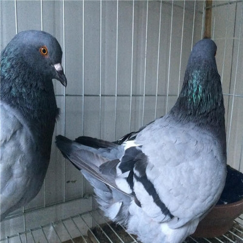京选推荐活纯种元宝鸽子一对青年鸽观赏鸽肉鸽元宝种鸽成年三斤左右