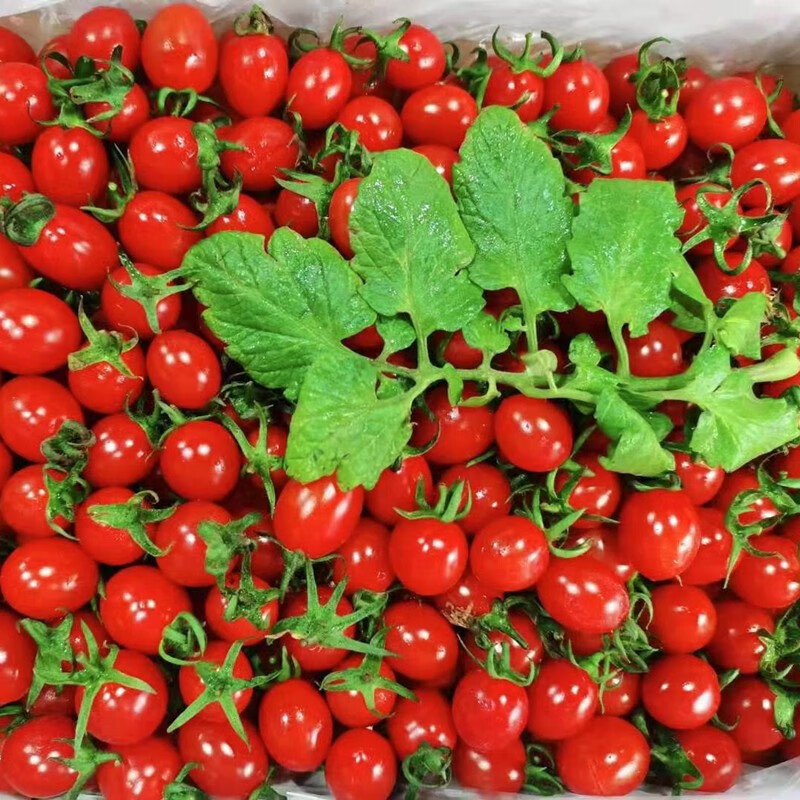 顺丰直达釜山88小番茄圣女果5斤千禧玲珑果新鲜水果现摘小柿子自然熟