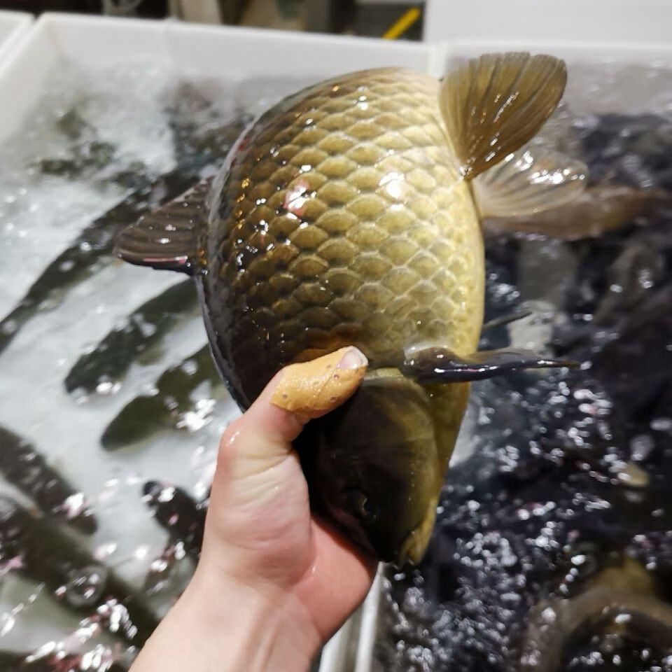 活鱼千岛湖有机鲫鱼 自产自销 湘云鲫3-4斤 (江浙沪)鲜活新鲜