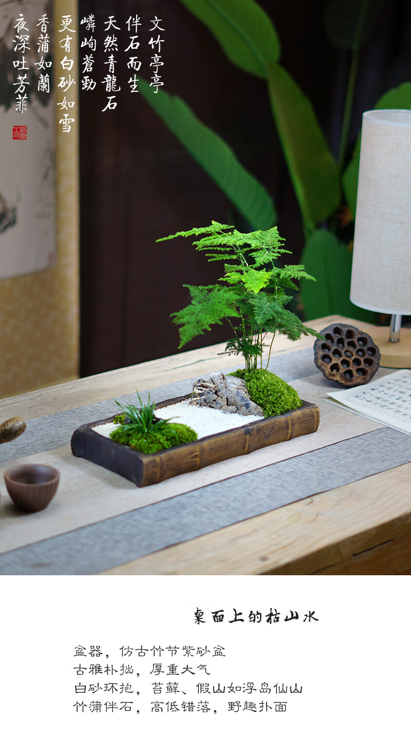 盆栽孤城文竹盆景苔藓枯山水中式禅意日式茶桌办公桌面盆栽孤城文竹