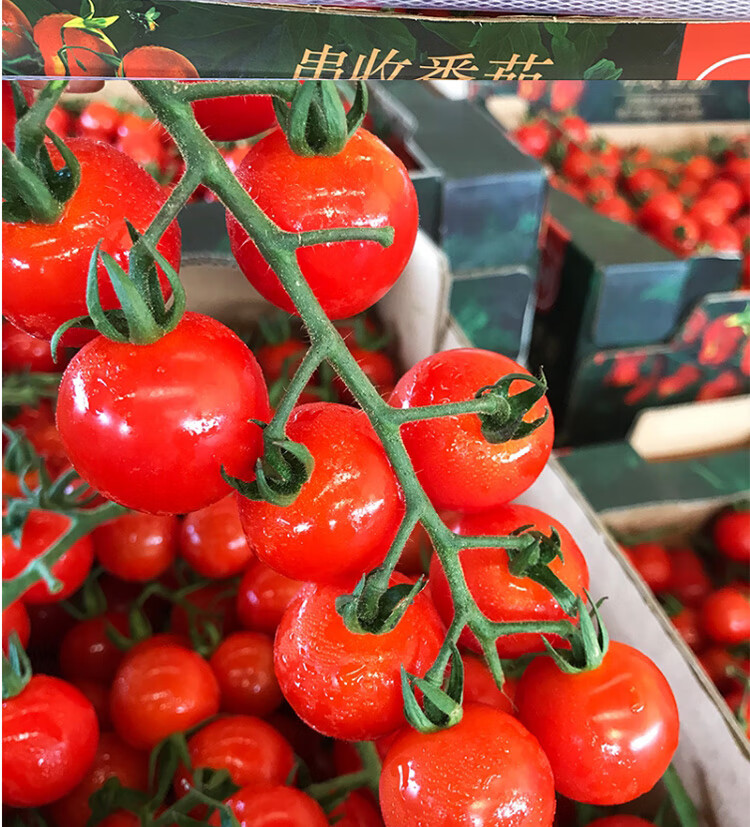 串收小番茄盒装新鲜糖果小圣女果孕妇水果顺丰坏果包赔182kg10盒