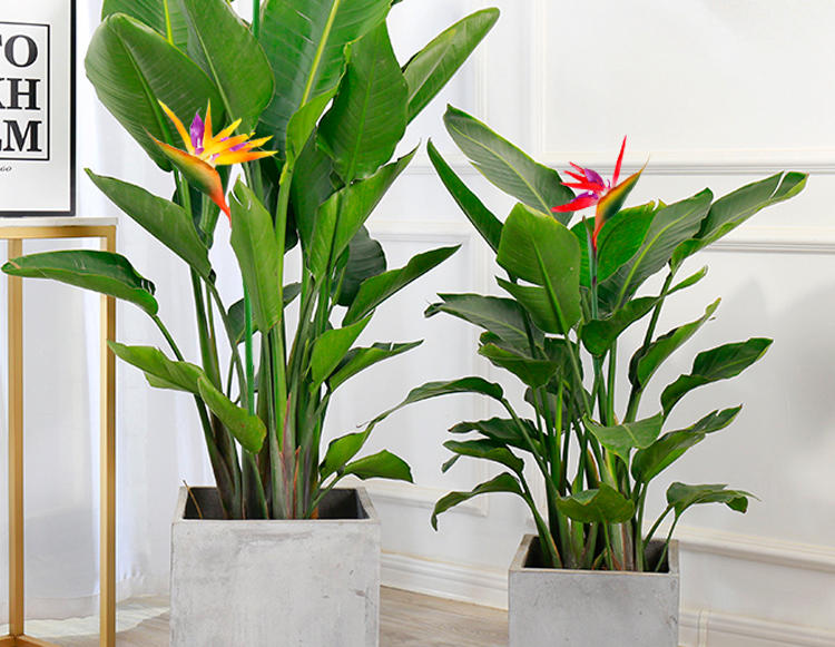 沾花册网红天堂鸟盆栽大型植物客厅办公室内花卉鹤望兰大叶盆栽绿植