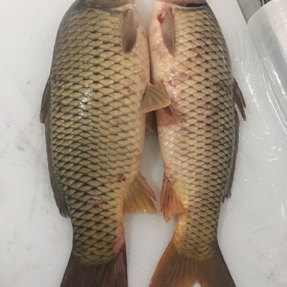 lism黑龙江冬捕大鲤鱼615斤纯江冷水大鲤鱼松花江大鲤鱼89斤顺丰