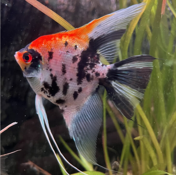 燕鱼密鲁云石埃及熊猫墨燕红魔鬼热带淡水鱼宠 大红袍 红背密鲁 雪玉