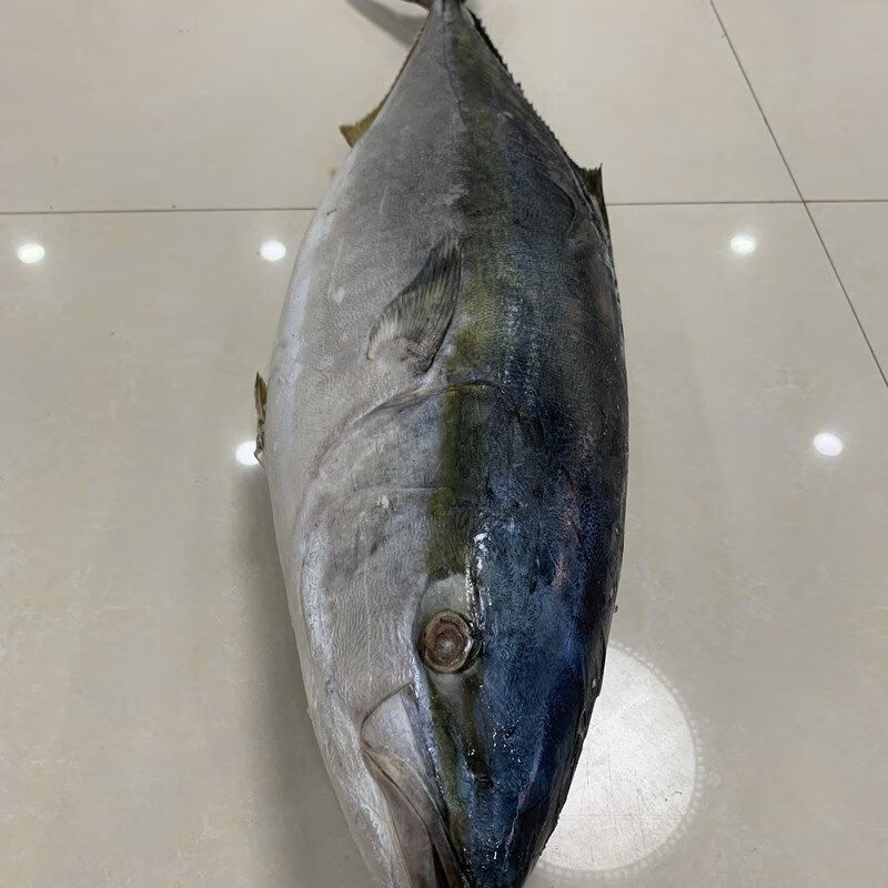 黄金大鲅鱼海鱼大黄金鲅鱼青甘鱼年货礼盒1618斤一条净重礼盒装