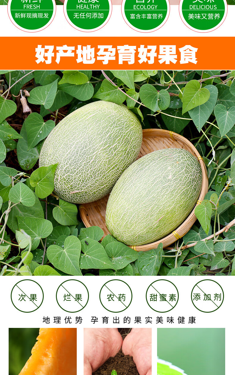 哈密瓜晓蜜25号蜜瓜当季新鲜水果网纹瓜哈密瓜 海南西州蜜 3斤 带箱