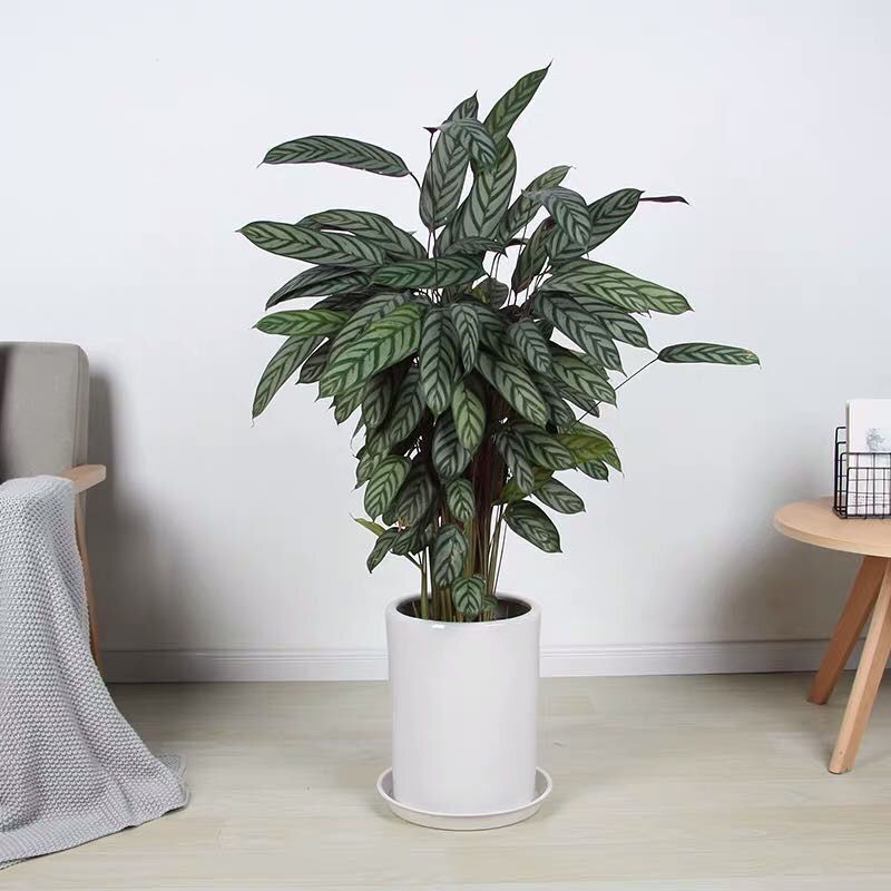 大型绿植客厅新飞羽竹芋室内盆栽苹果猫眼彩虹孔雀四季常绿净化空气好