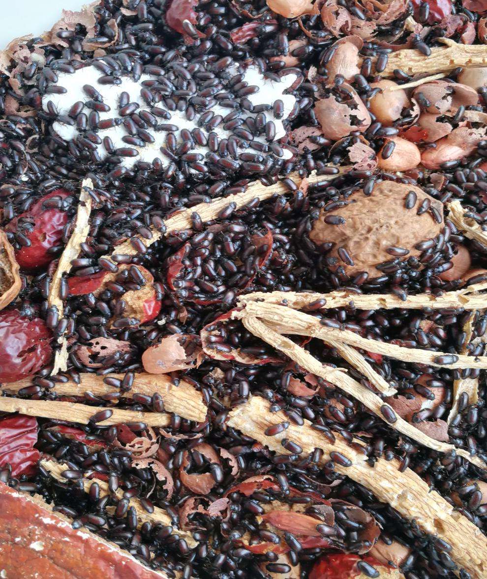 荣郁 九龙虫 洋虫 繁殖快 5克 大概380只【图片 价格 品牌 报价】