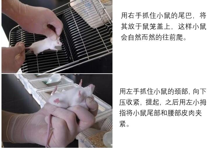 小鼠灌胃剂量图片