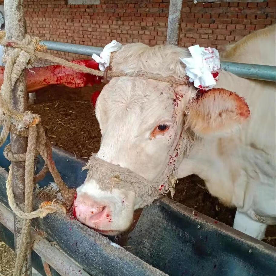 钢丝据绳锯线锯链锯线锯子养殖器械转箍断犄角不锈钢拉手牛角锯1条装