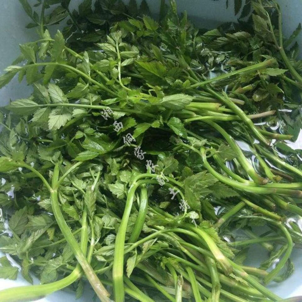 新鲜蔬菜湖南新鲜水芹菜农家时令蔬菜野菜野芹菜半斤1斤新鲜水芹菜