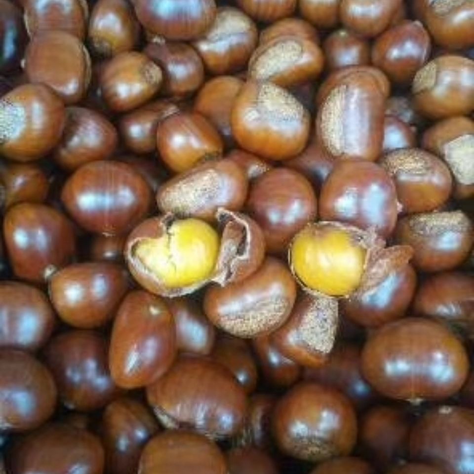 熟板栗炒熟糖炒栗子山东板栗仁新鲜甜糯即食现炒散装坚果零食礼盒2斤