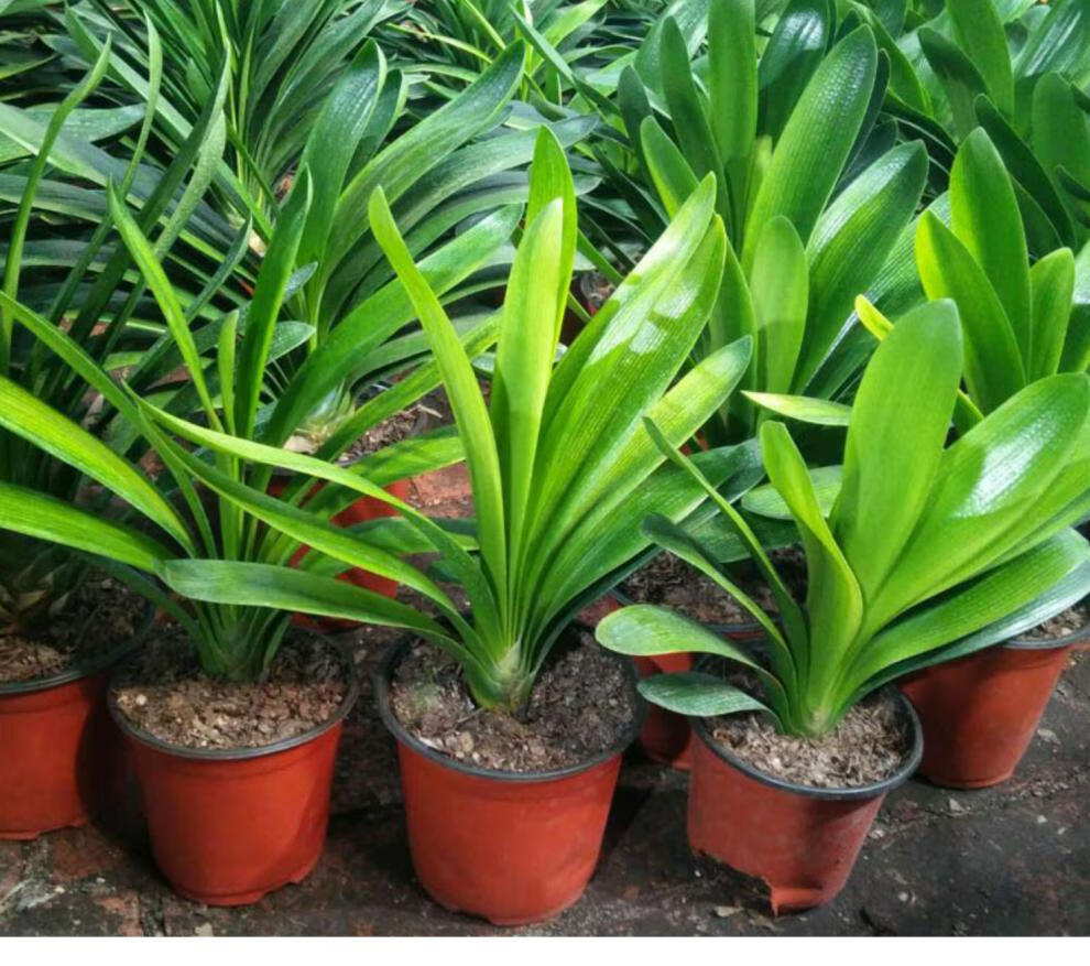 鞍山精品君子兰黄技师带盆栽好四季观花绿植物室内精品 黄技师四年10