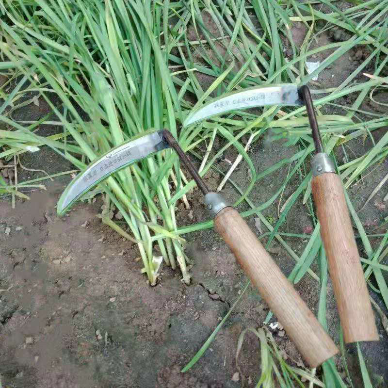 割韭菜专用刀割刀子家用割韭菜小镰刀小号割刀小弯刀农用割草神器适用