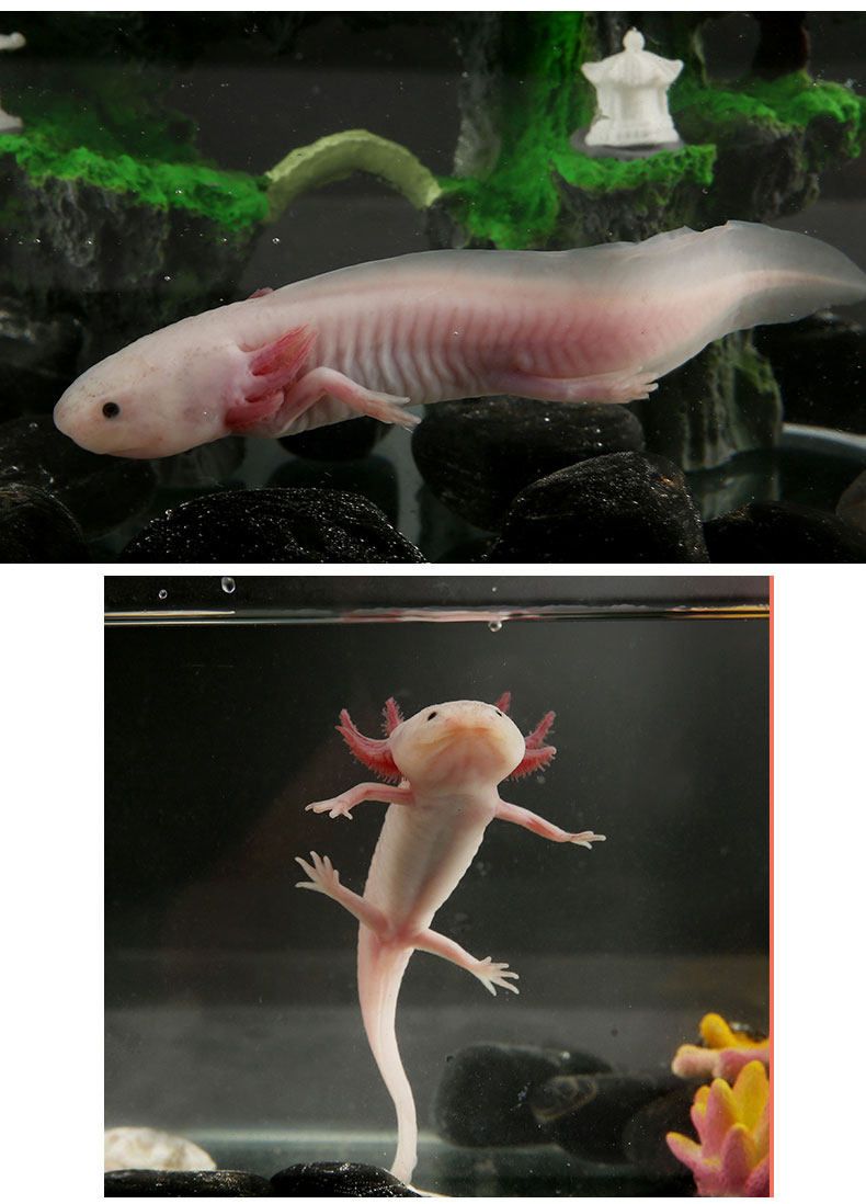 六角恐龙鱼蝾螈活体淡水宠物冷水鱼耐活家养非锦鲤水族爬行宠物鱼 8