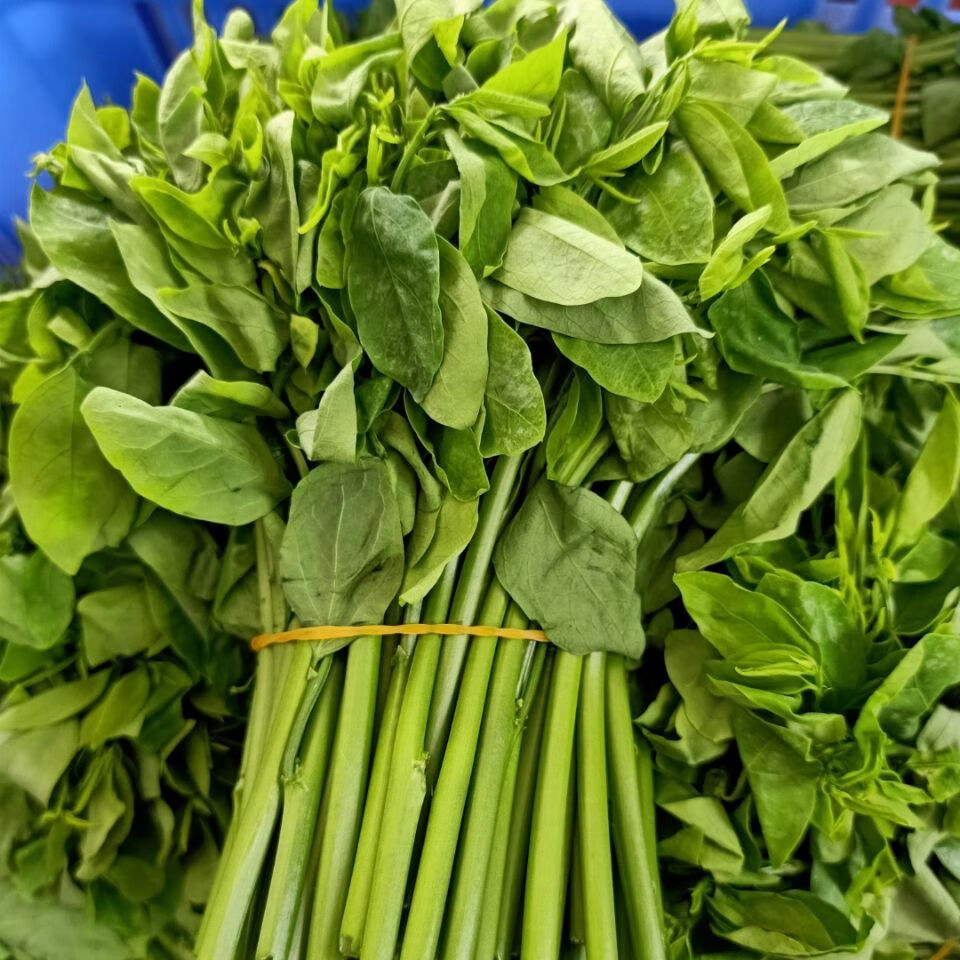 元冬新鲜树仔菜 盆栽 树仔菜苗 海南野菜苗 绿植 木菜苗 粗壮带根 2棵